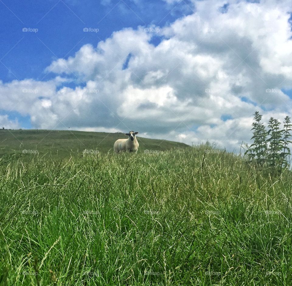 English Countryside 