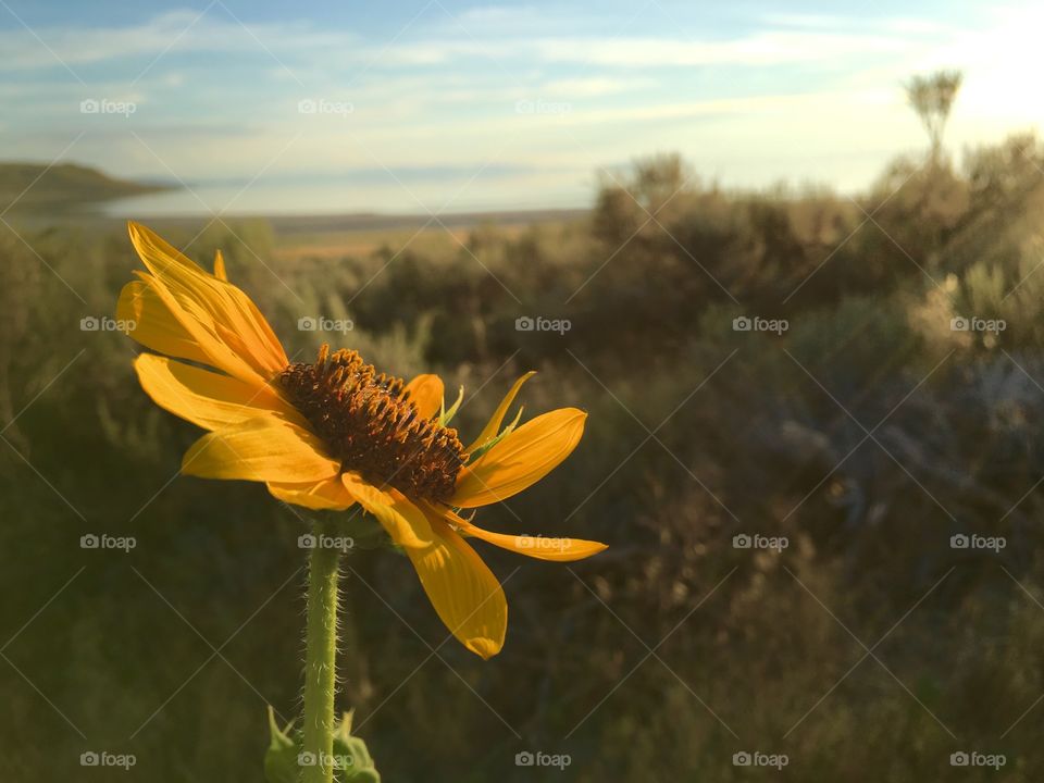 Bright yellow beauty. Sunflower. Beautiful view. Great Salt Lake. Antelope Island. Utah. Water. Blue sky. Sunset.