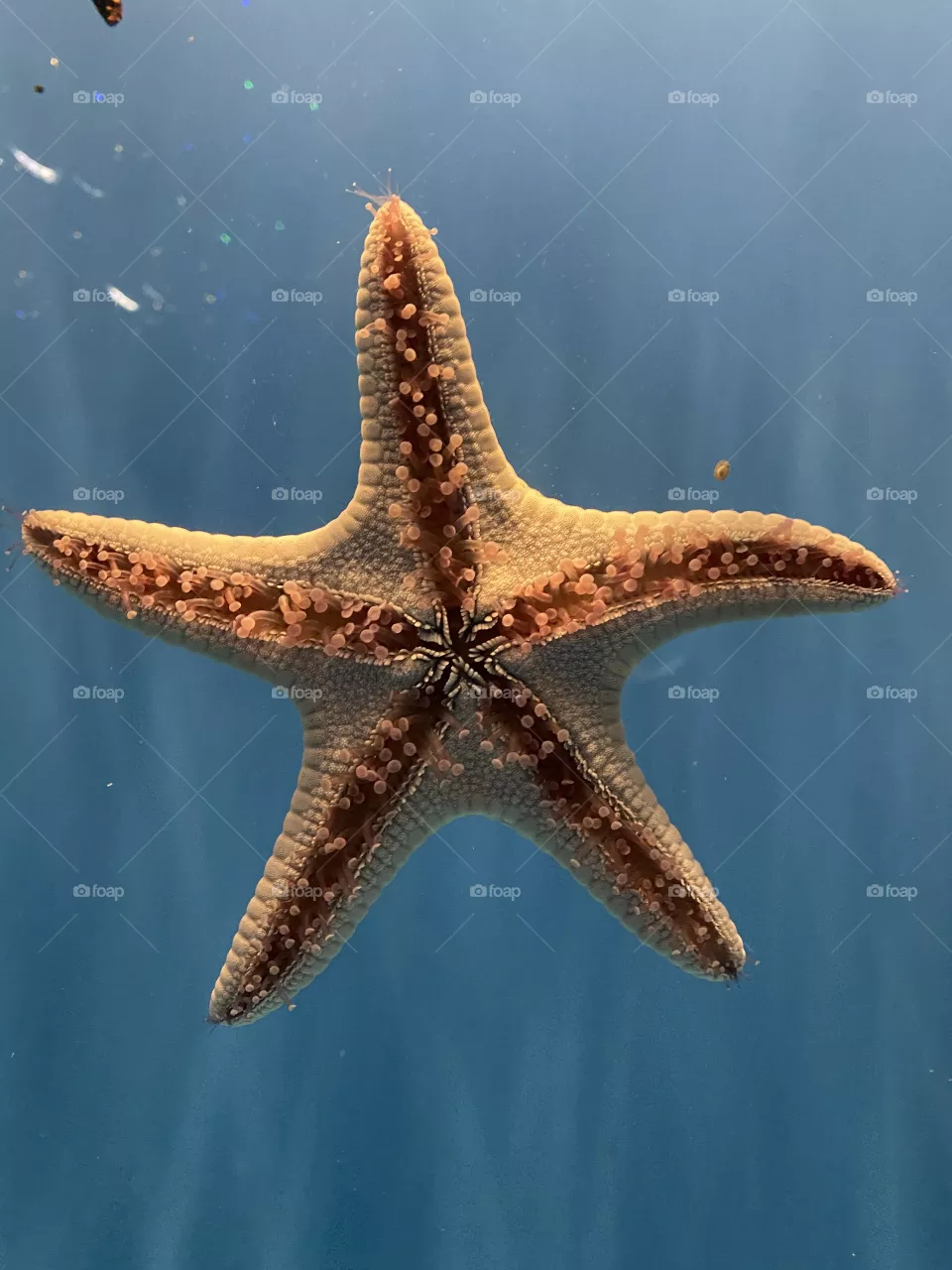 Sea star