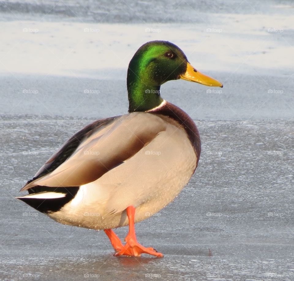 Mallard duck on frozen lake 