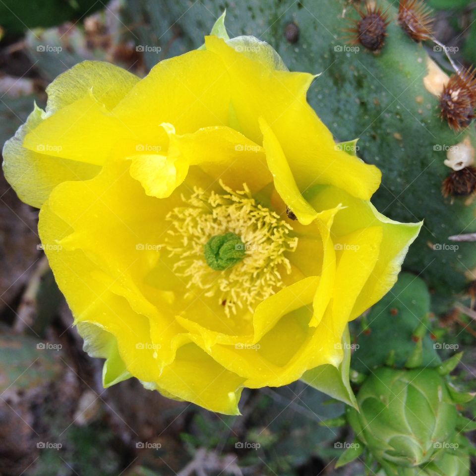Cactus flower closeup - even the less than glamorous plants could have awesome blooms