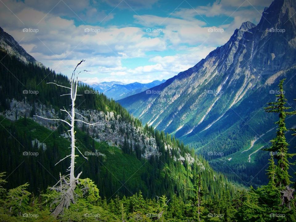 sky green trees canada by hannahdagogo