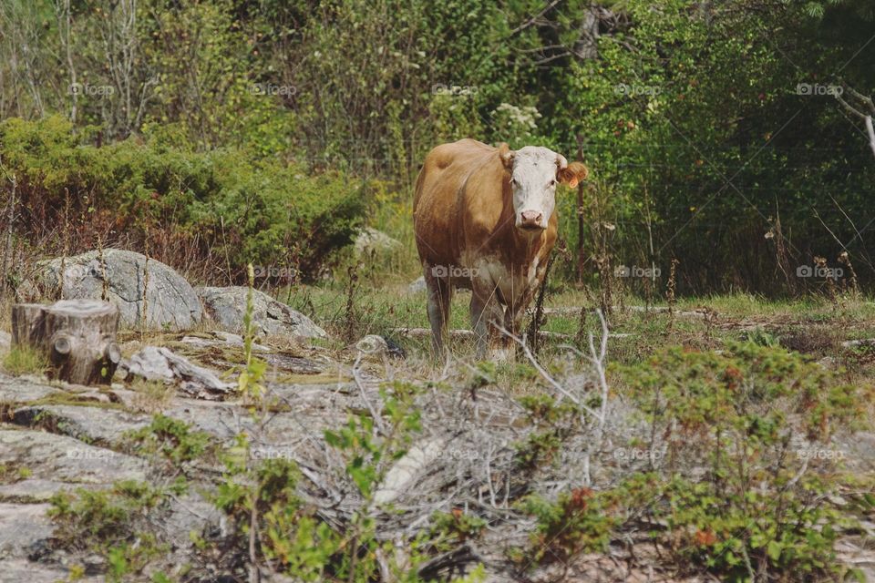 A cow in a rocky field