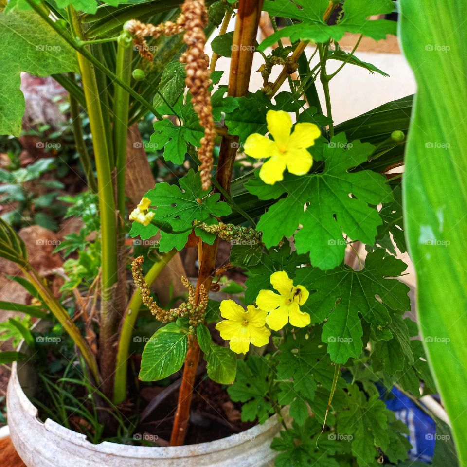 The bitter melon plant is blooming with yellow flowers