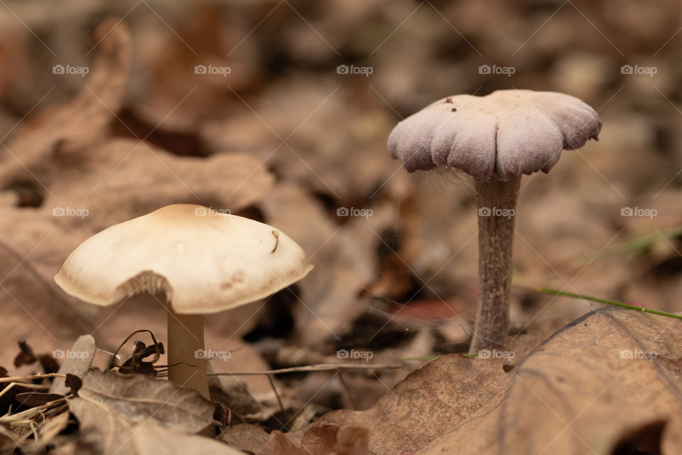 Mushrooms in the forest