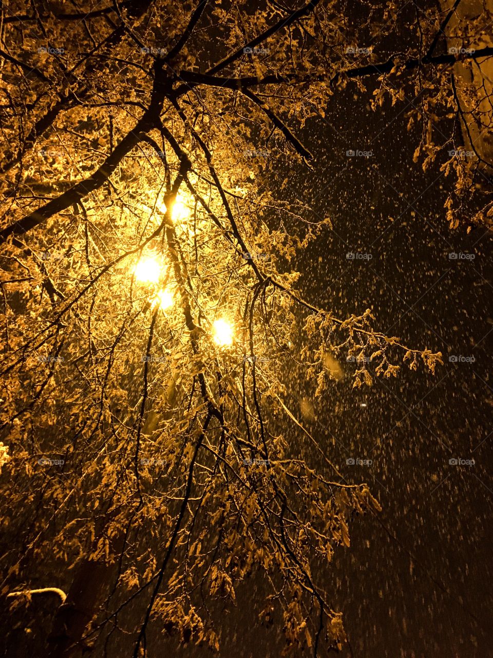 The snowy night. It’s snow and street lights. Night background. The night sky and tree branches in light. 
