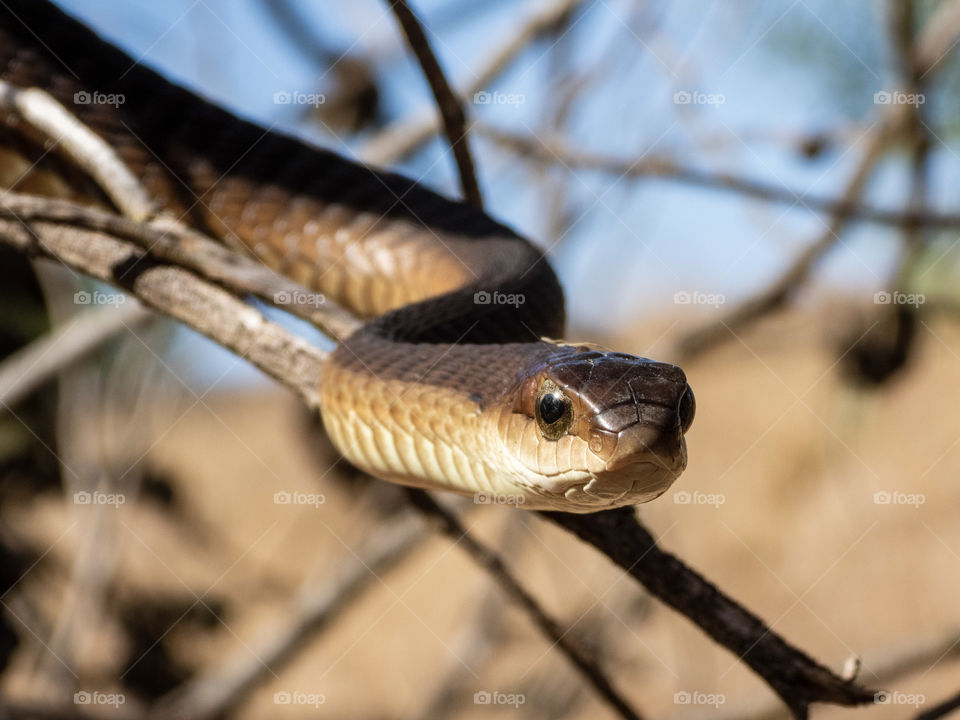 Boomslang (Dispholidus typus) on a branch - a dangerously venomous reptile (snake).