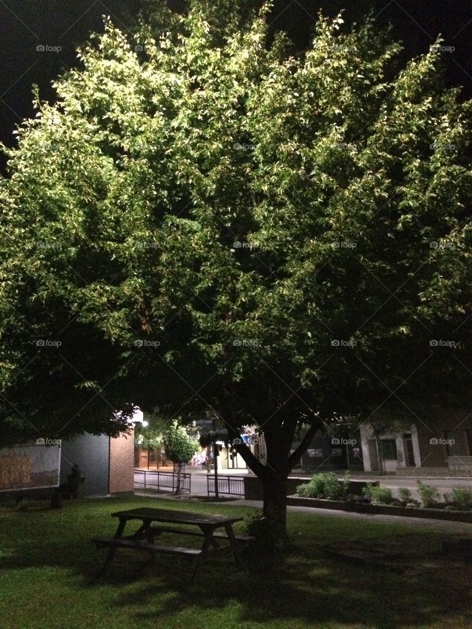 Tree at night 