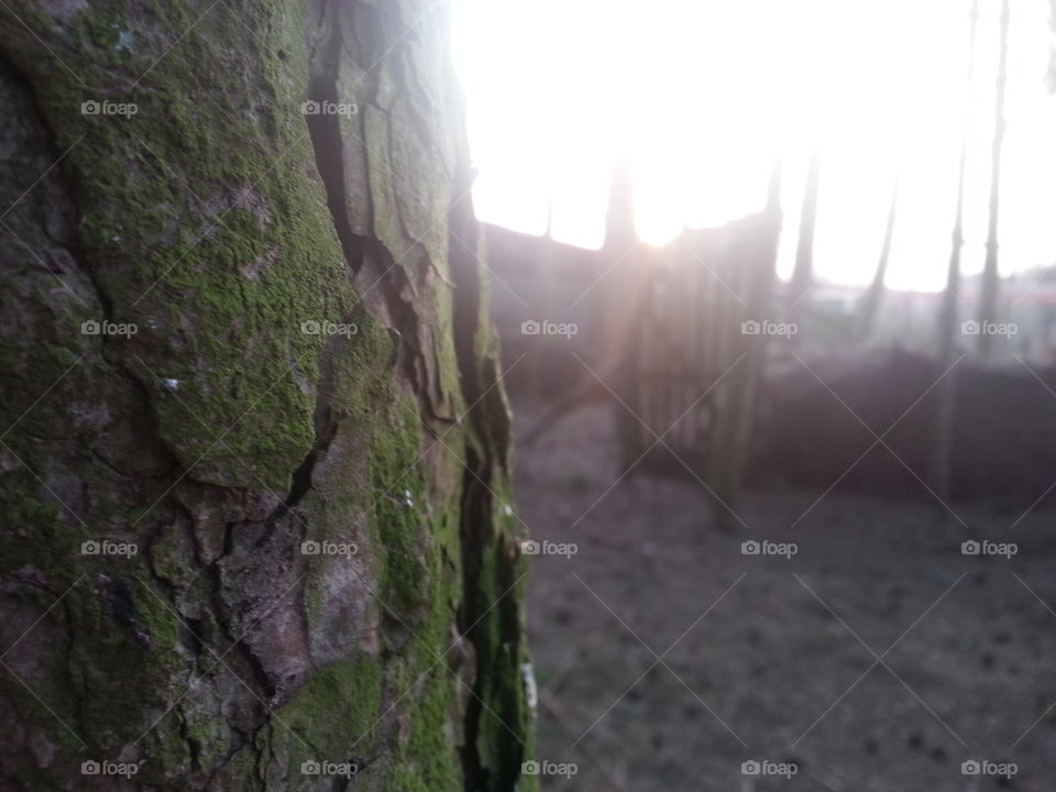 pine bark and a blurry gate