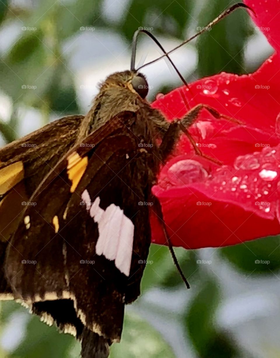 Vivid and bright, this furry little butterfly drinks deeply of rosewater-perfumed raindrops.