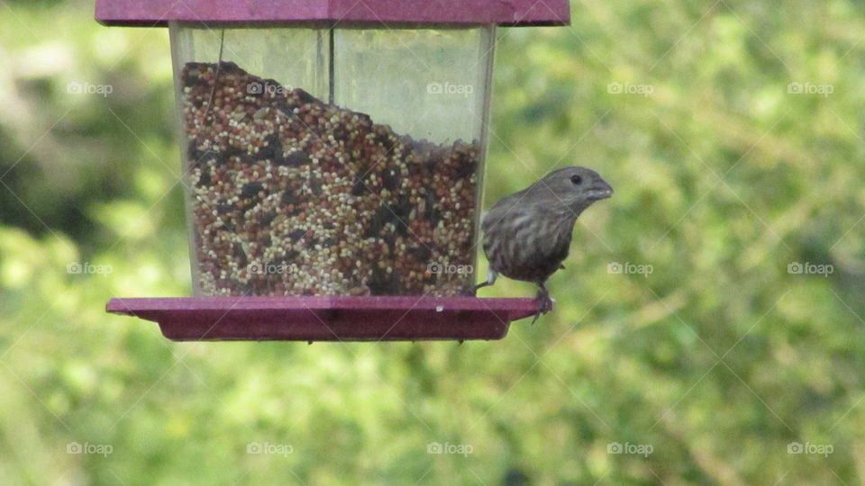 Sparrow at the feeder 