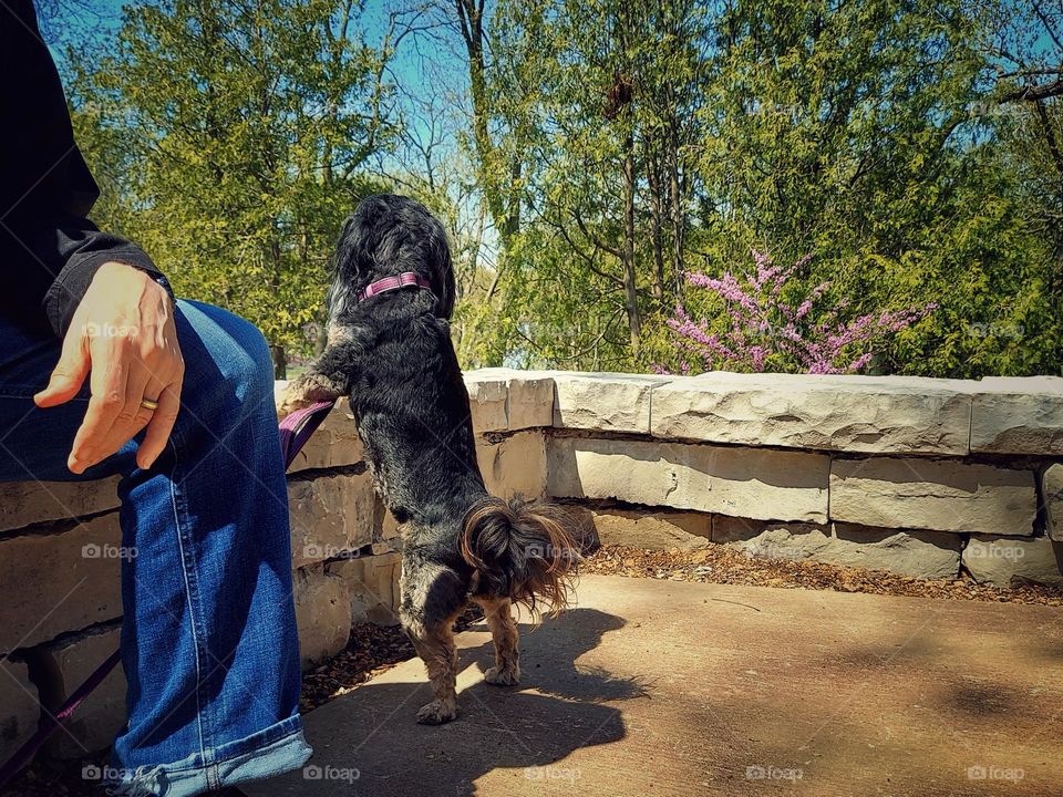 Dog Lookout