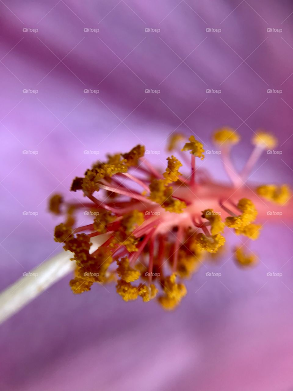 Flower center with pollen 