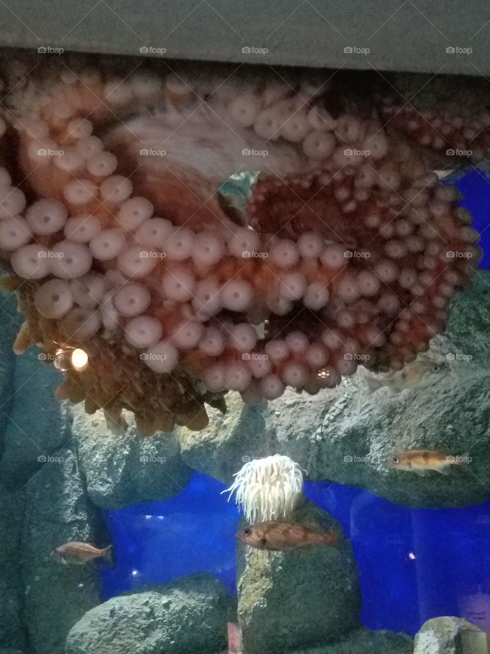 California red octopus