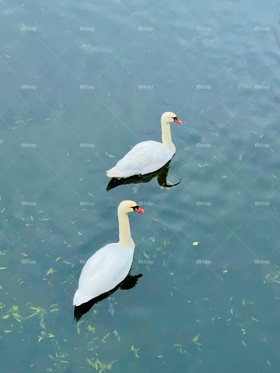 Swan couple