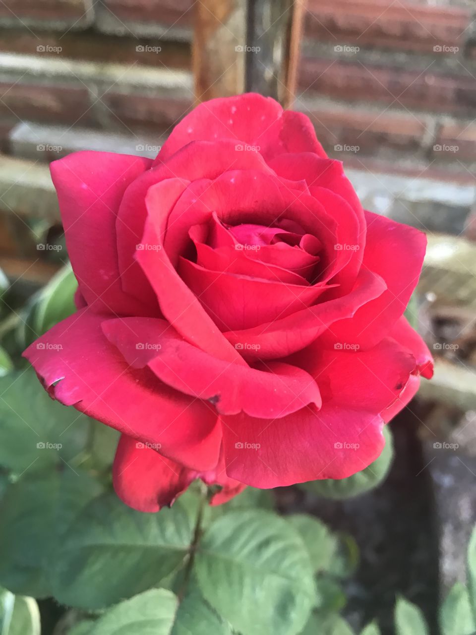 Sunset red rose 