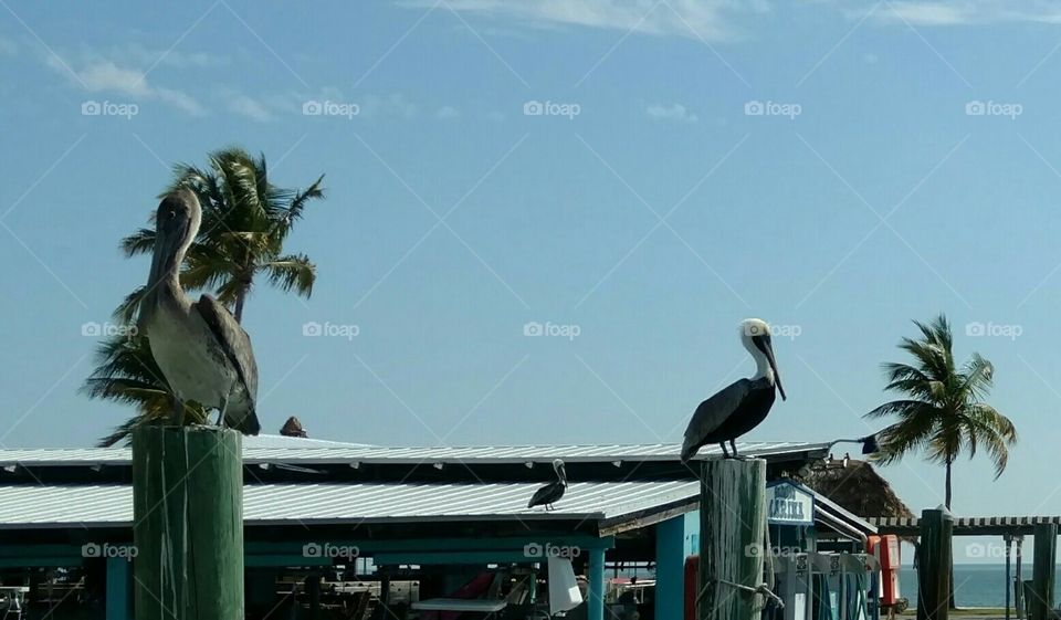 Pelican Poses