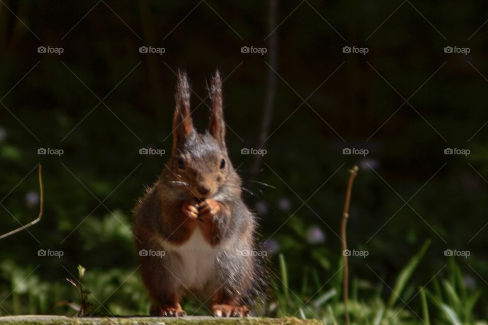 Squirrel in forest