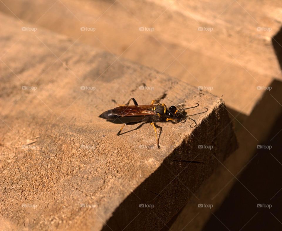 A mud dauber.