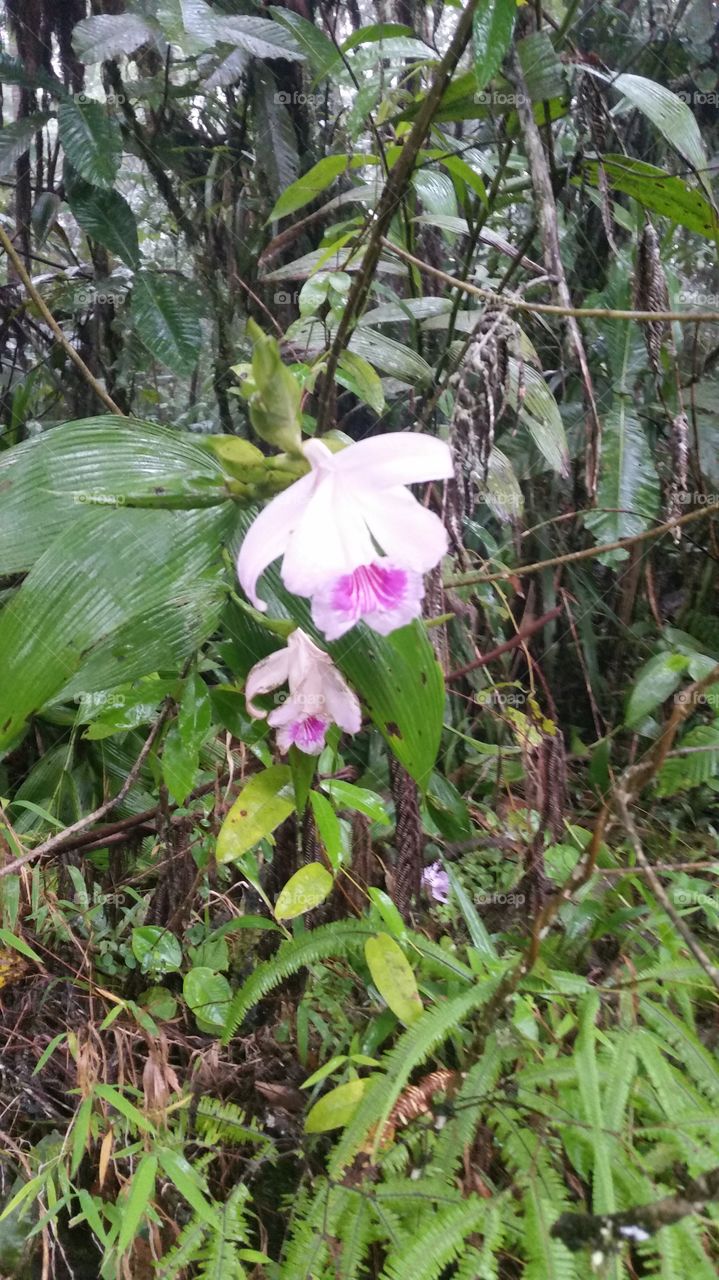 Wild Orchids in Ecuador
