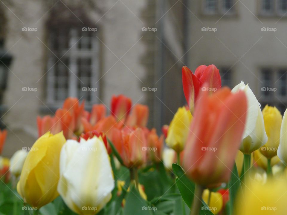 Luxembourg in spring with tulip foreground 