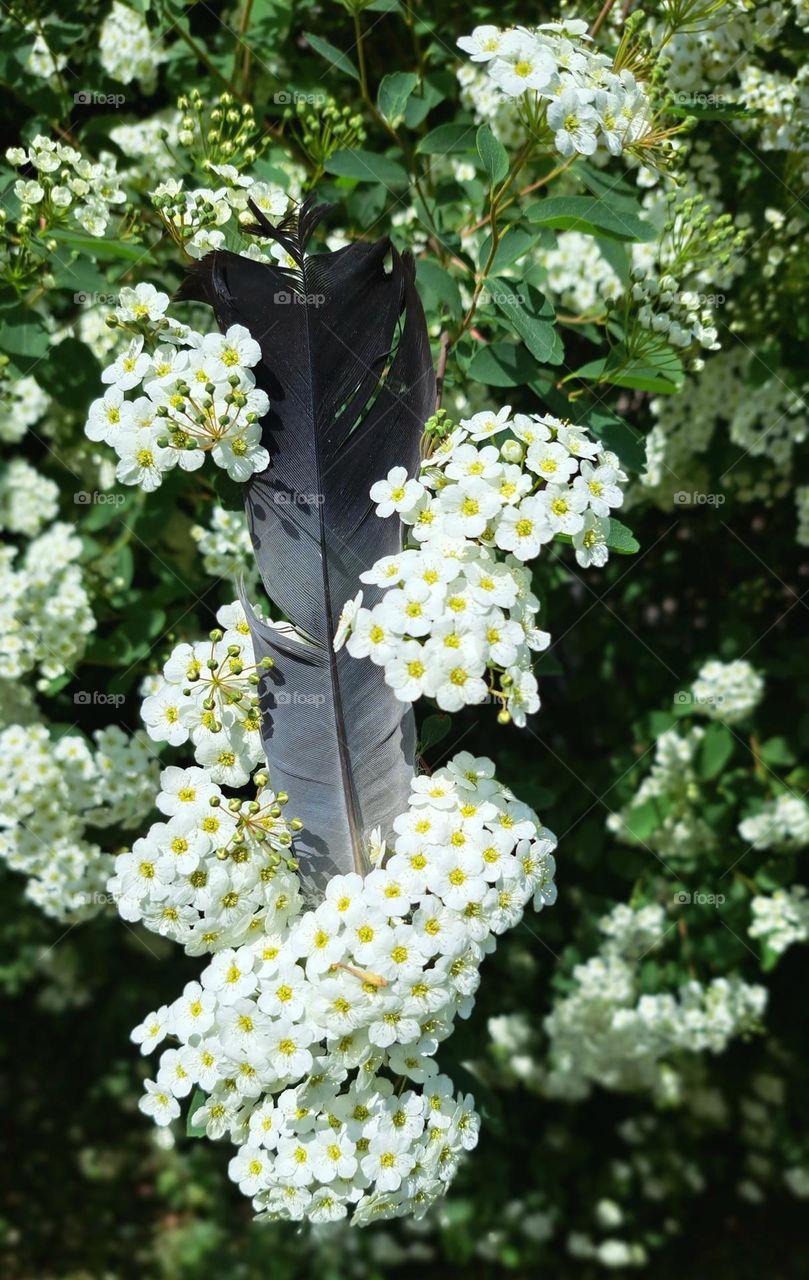 feather in flowers