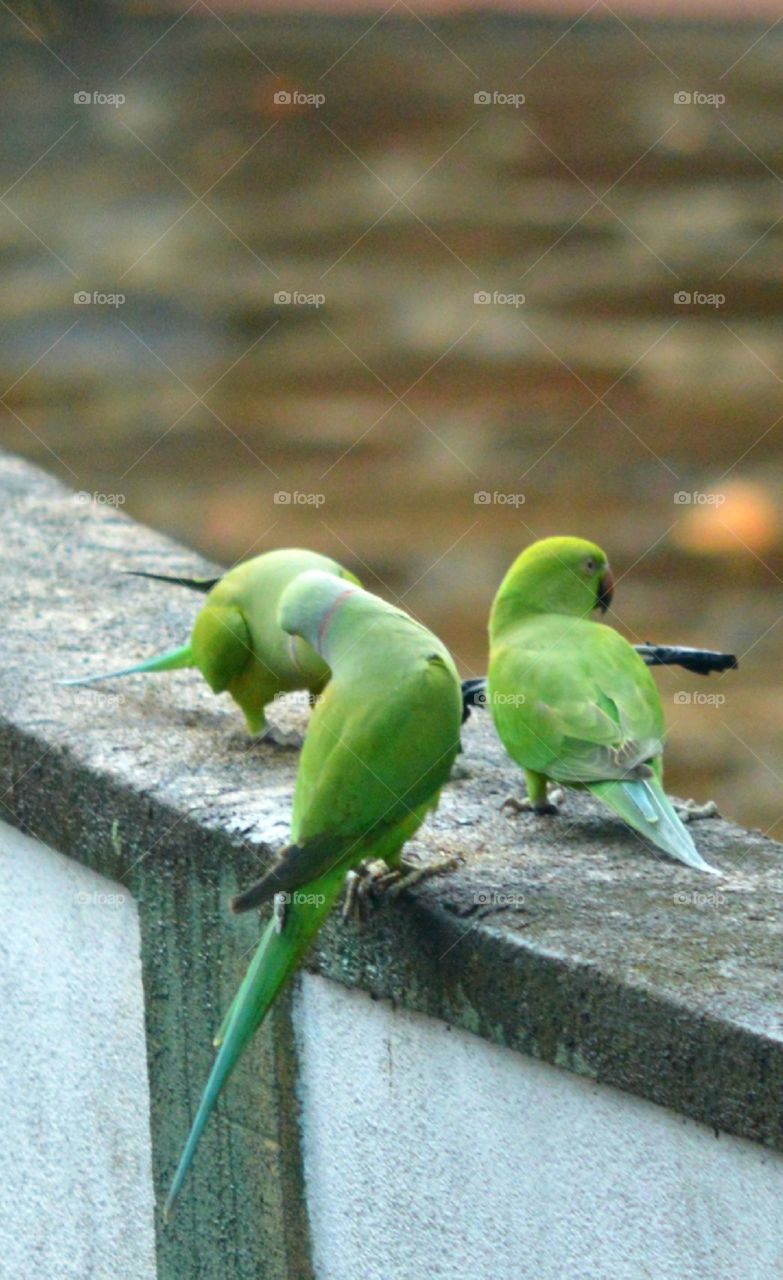 srilankan parrot
