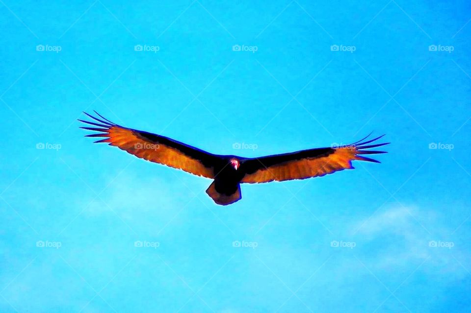 Bird in Flight