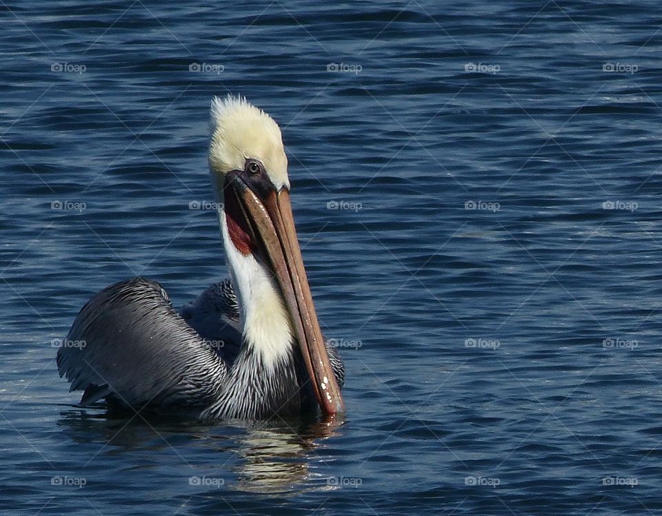 Floating pelican 