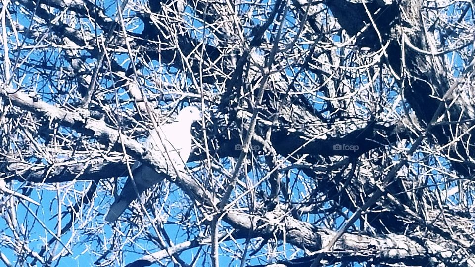 Dove in Tree 2
