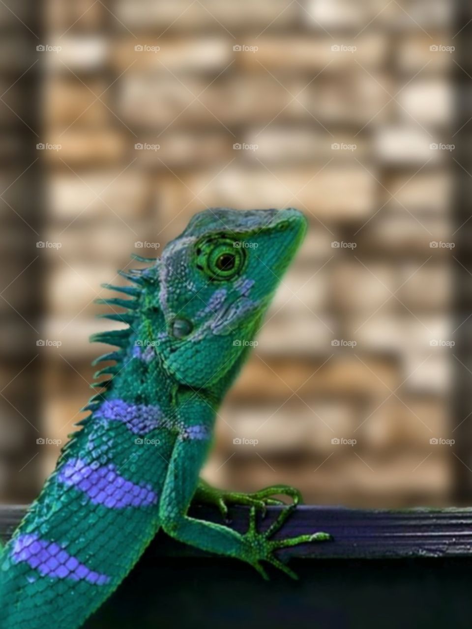 World in macro_lizard