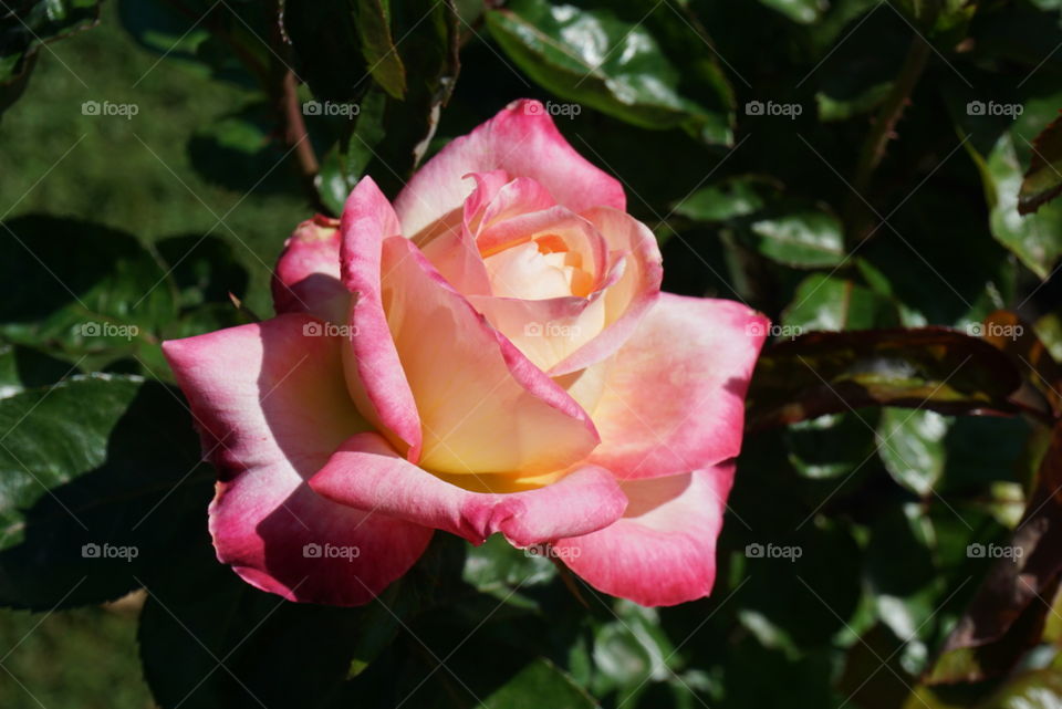 Single blooming rose with pink and yellow petals