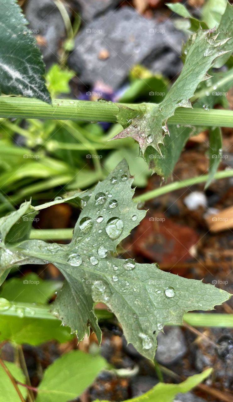 Drops of water on leaves 