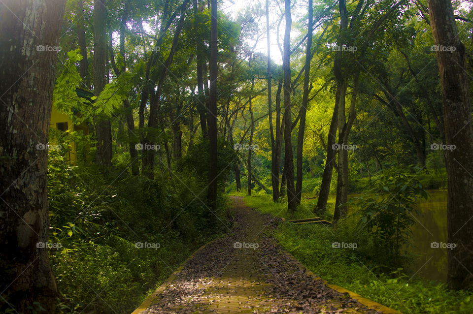 Scenic view of trees in forest