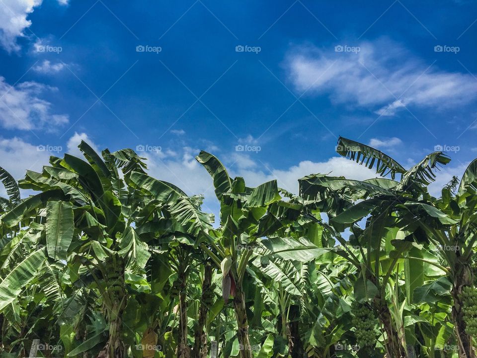 Banana leaf