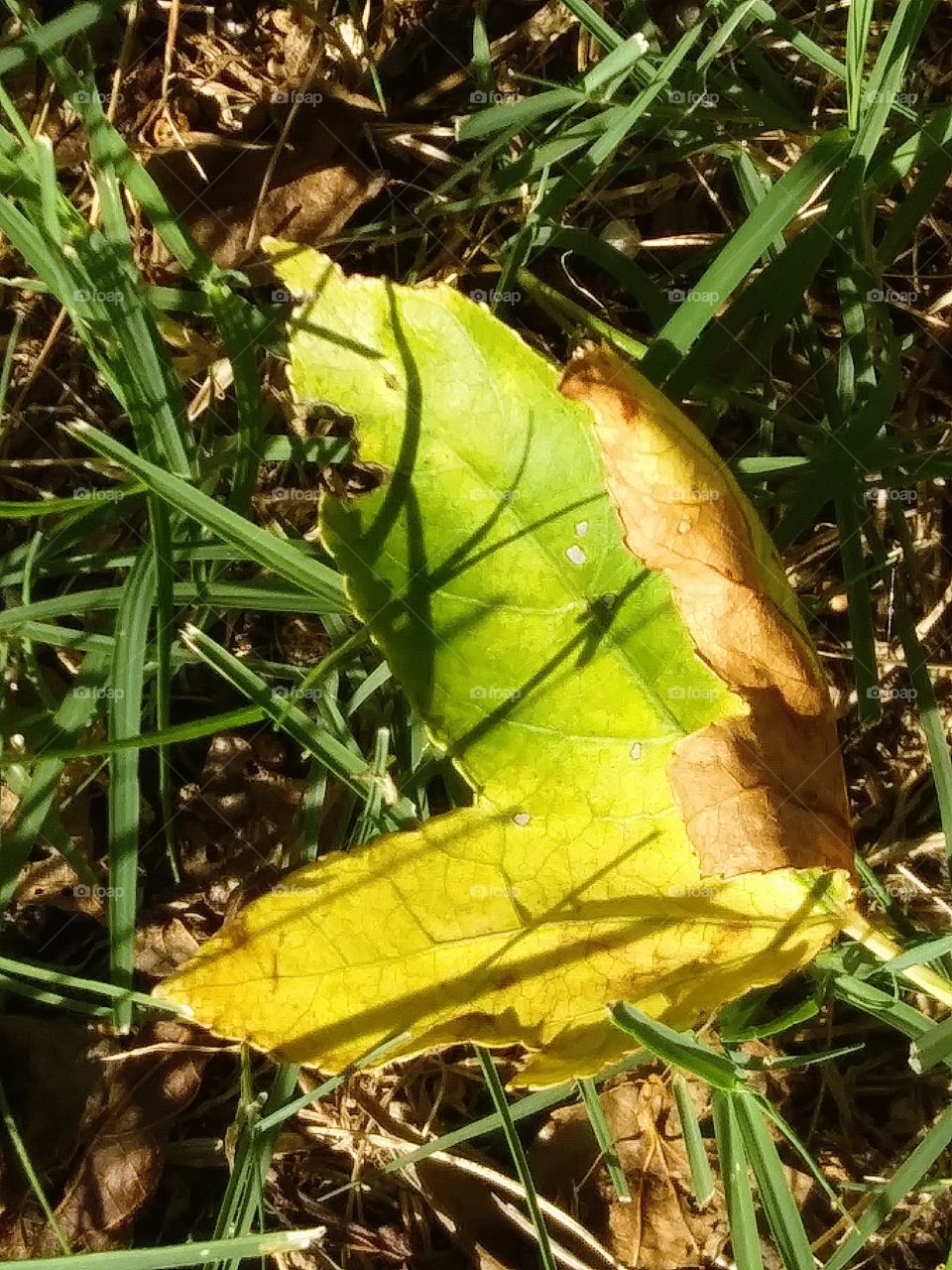 leaf on the ground