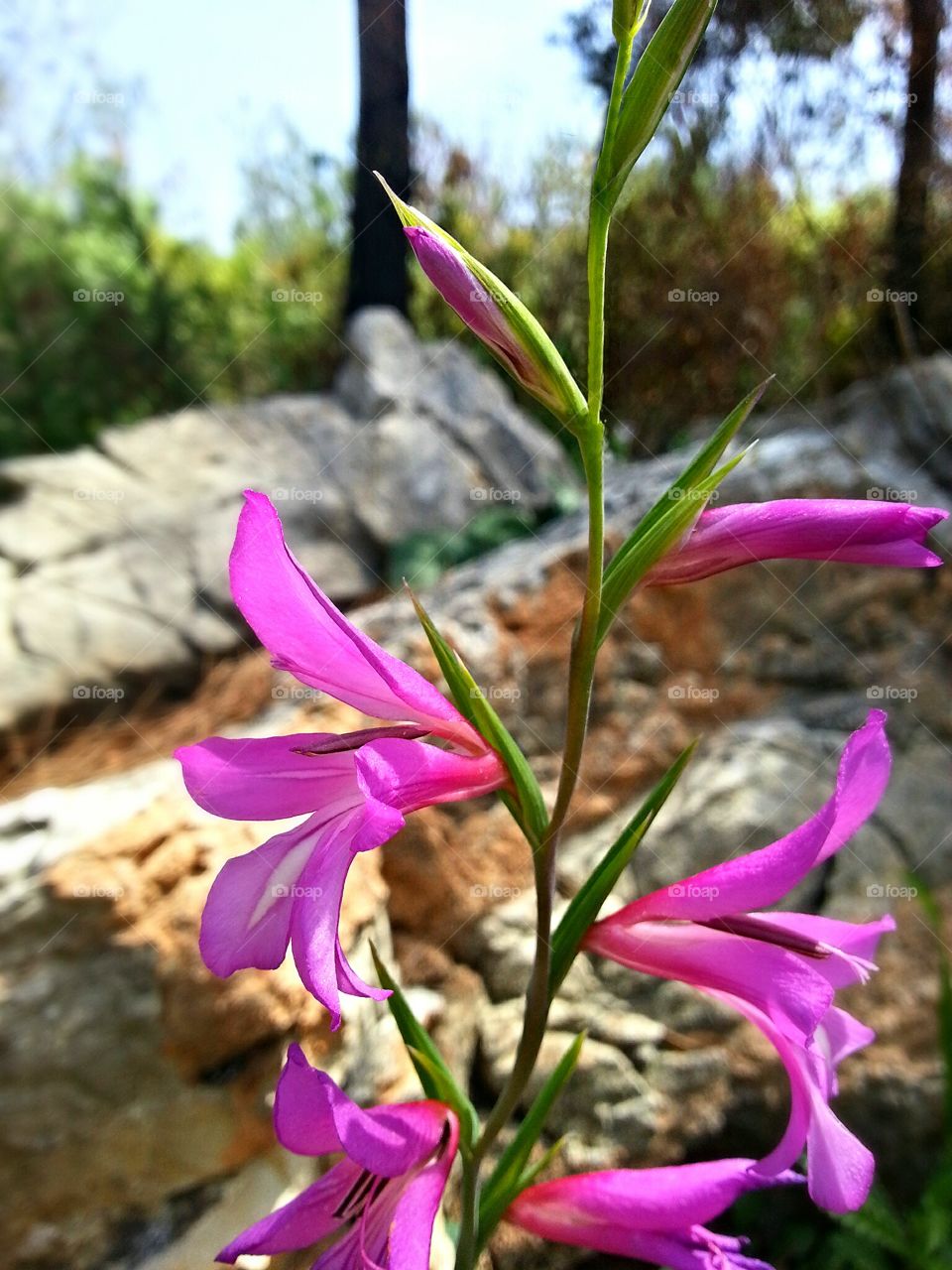 Wild pink flowers