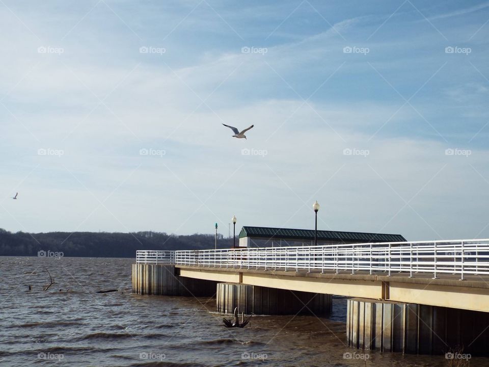 Seagull flying over bridge