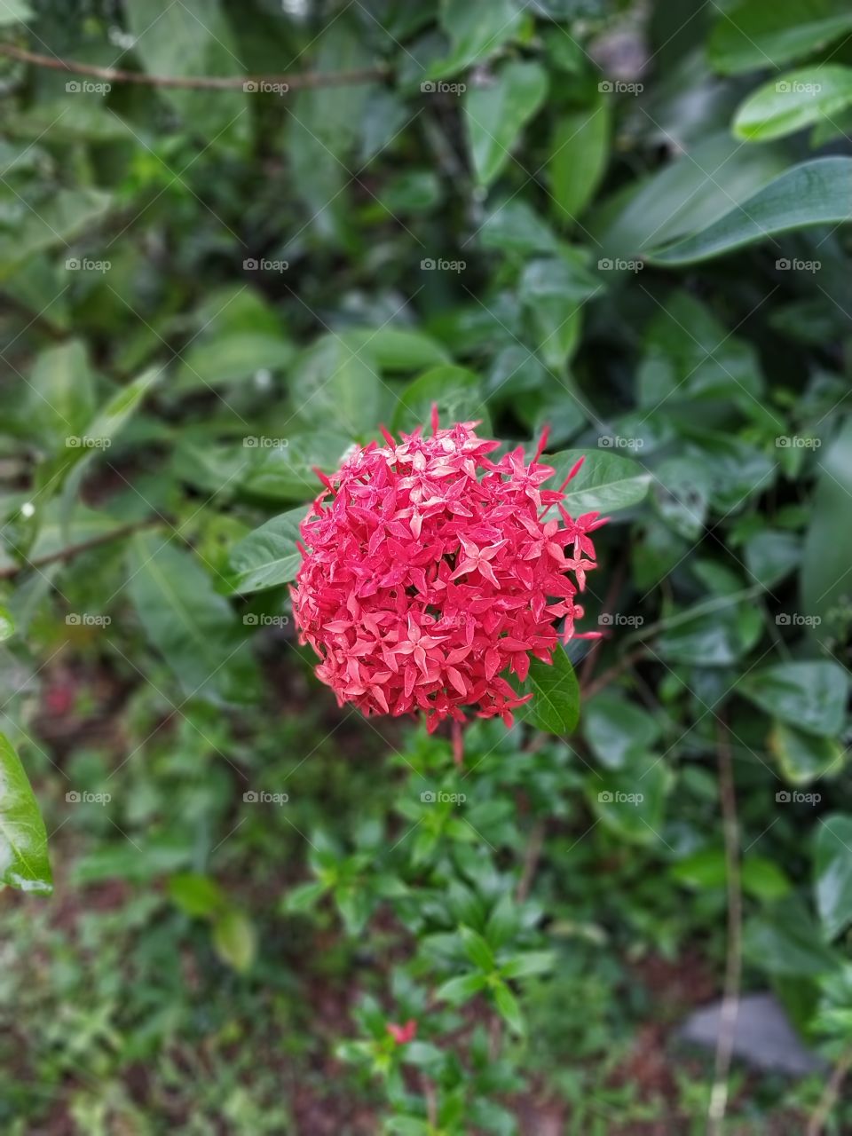 red ixora