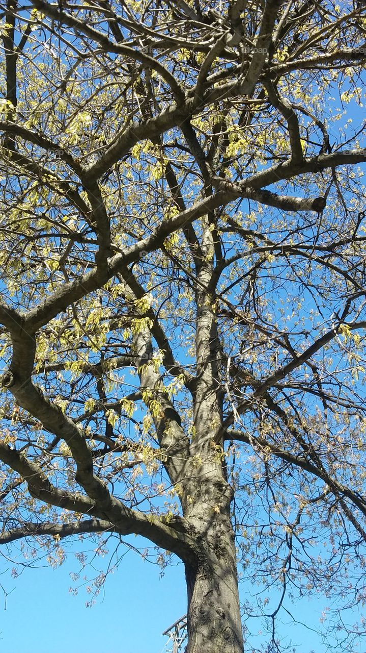 Tree, Branch, Wood, Nature, Season