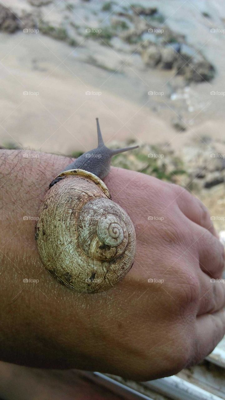 A snail on my hand