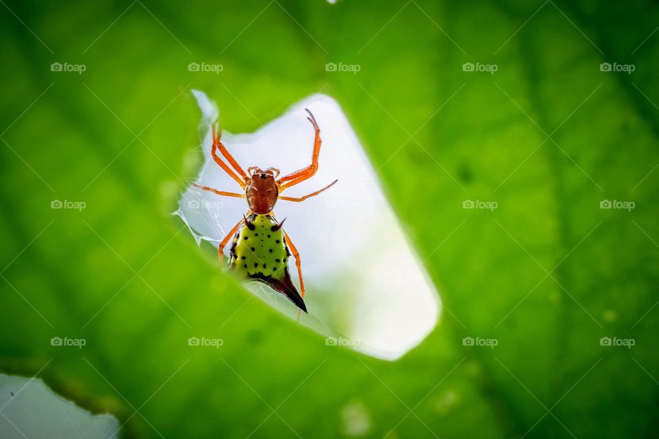 An Arrow-shaped Orbweaver, or Arrowshaped Orbweaver (Micrathena sagittata) viewed through a hole in a nearby leaf. 