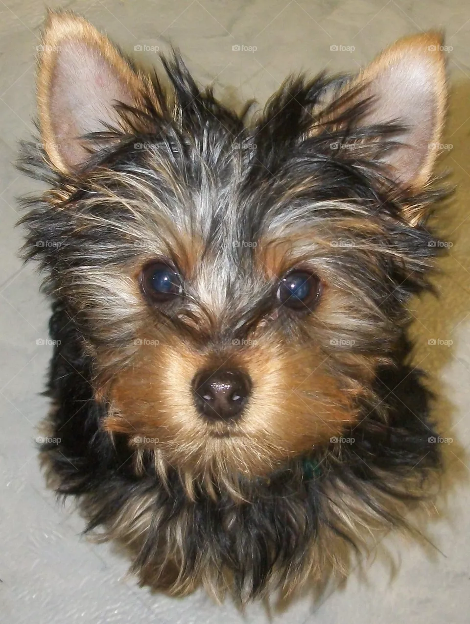 Little T