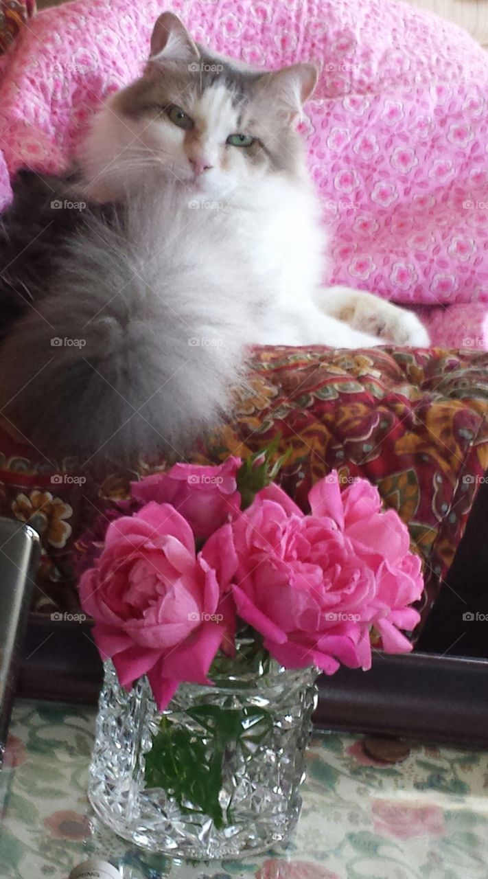 I'm beautiful. our cat Chagall