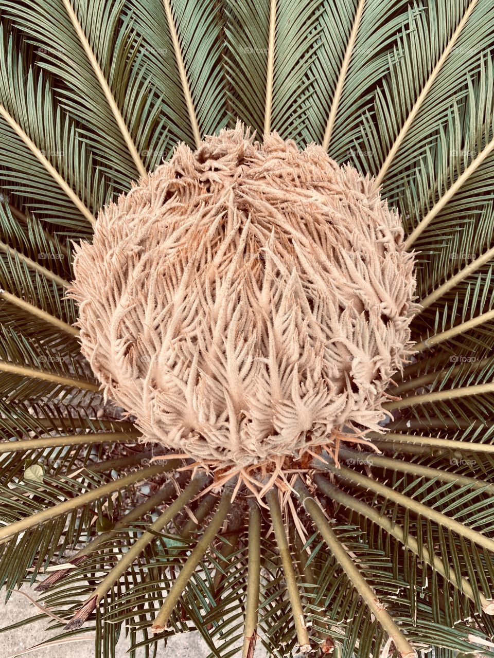 Sago Palm up close