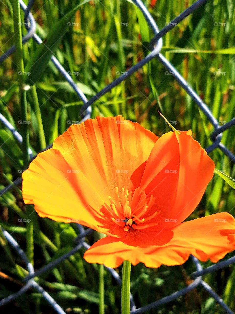 California Poppy