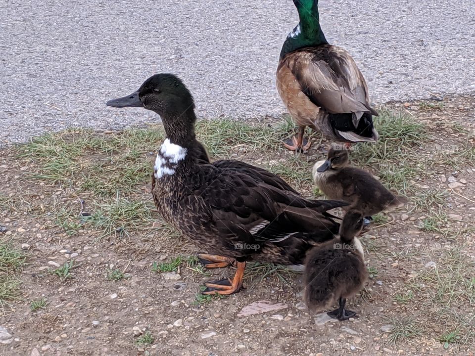 A Lake in Utah with Mommy and Baby Ducks ©️ Copyright CM Photography