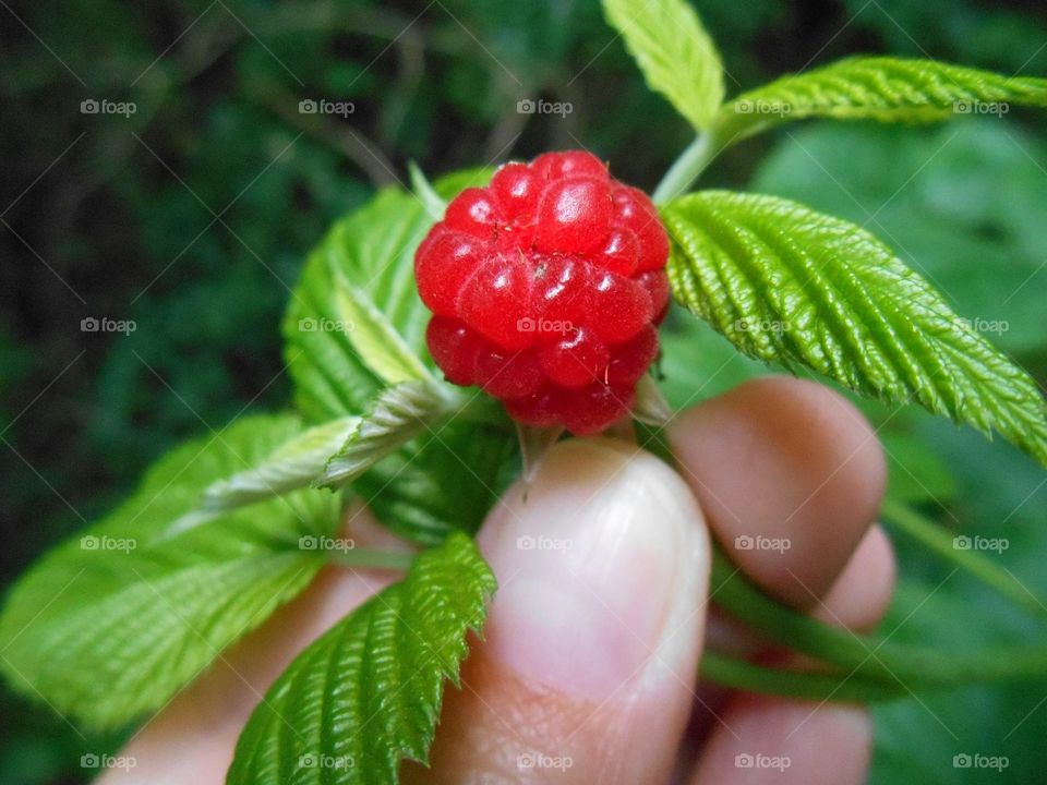 ripe raspberry in hand and green leaves