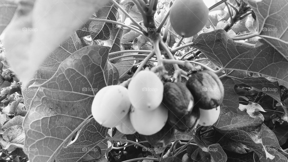 frutos do mato em preto e branco