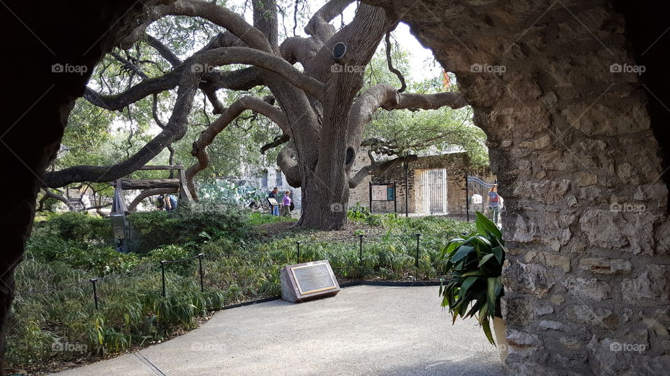 Alamo pathway tree